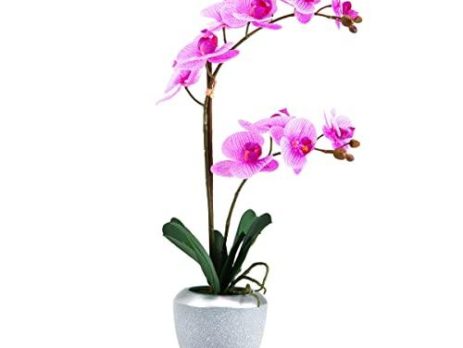 Product: Silk Orchid Arrangements