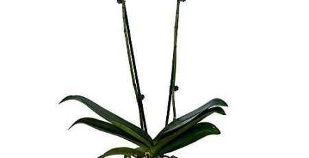 Product: Silk Orchids