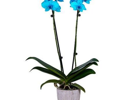 Product: Silk Orchids