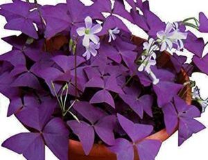Product: Cheap Artificial Flowers