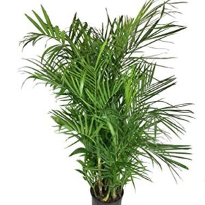 bamboo palm live plant in an 10 inch growers pot chamaedorea seifrizii beautiful clean air indoor outdoor houseplant 0