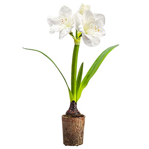 22″ Silk Amaryllis with Bulb Flower Arrangement w/Cement Pot -White (Pack of 4) Artificial Flower Arrangements
