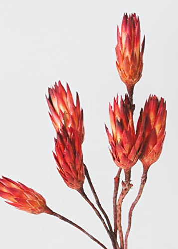 Afloral Pack of 6 – Dried Flower Protea Repens in Red Orange Artificial Flower Arrangements