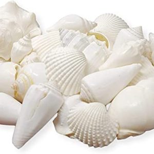 tumbler home mix of white seashells set includes 2 pound white shells up to 3 inches home decor vase filler wedding centerpiece christmas craft candle making sea shell mix 0