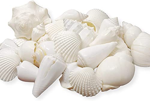 Tumbler Home Mix of White Seashells – Set Includes 2 Pound White Shells up to 3 inches – Home Decor, Vase Filler, Wedding Centerpiece, Christmas, Craft, Candle Making-Sea Shell Mix Artificial Flower Arrangements
