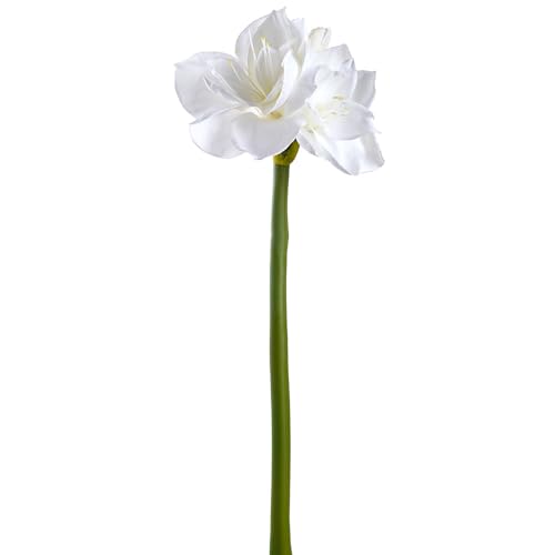 SilksAreForever 27" Artificial Amaryllis Flower Stem -White (Pack of 12) - Artificial Flower Arrangements Product: SilksAreForever 27" Artificial Amaryllis Flower Stem -White (Pack of 12)