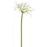 Product: 29" Silk Spider Amaryllis Flower Stem -Cream (Pack of 12)