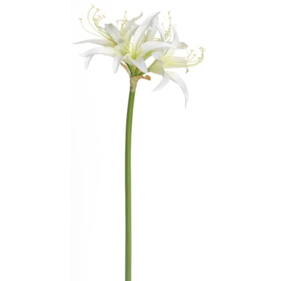 Product: 29" Silk Spider Amaryllis Flower Stem -Cream (Pack of 12)
