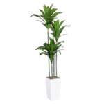 Product: Artificial Dracaena Tree, 5FT Faux Tree with White Tall Planter, Fake Dracaena Plants Tropical Yucca Floor Plant in Pot, Artificial Silk Tree for Home Decor Office Living Room Indoor Housewarming Gift
