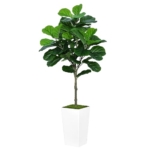 Product: ASTIDY Fiddle Leaf Fig Tree Artificial 5FT - Faux Fiddle Leaf Fig Tree with White Tall Planter - Fake Ficus Lyrata Floor Plant Potted - Artificial Fig Tree for Home Office Living Room Decor Indoor