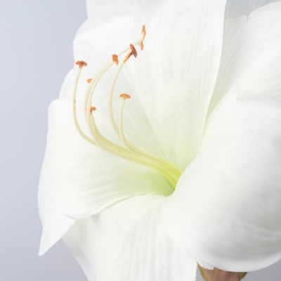 Product: VINTERFINT artificial flower, 60 cm, in/outdoor/Amaryllis white