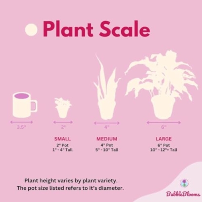 Product: BubbleBlooms Colorful Bromeliad Assortment, 4 inch Set of 3, Guzmania Variety