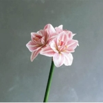 Product: DCYEQRQ Artificial Flowers,Spring Decorations, Artificial Amaryllis FlowerHome Table Wedding Decoration PU Fake Flowers