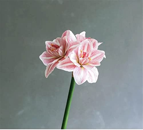 DCYEQRQ Artificial Flowers,Spring Decorations, Artificial Amaryllis FlowerHome Table Wedding Decoration PU Fake Flowers - Artificial Flower Arrangements Product: DCYEQRQ Artificial Flowers,Spring Decorations, Artificial Amaryllis FlowerHome Table Wedding Decoration PU Fake Flowers