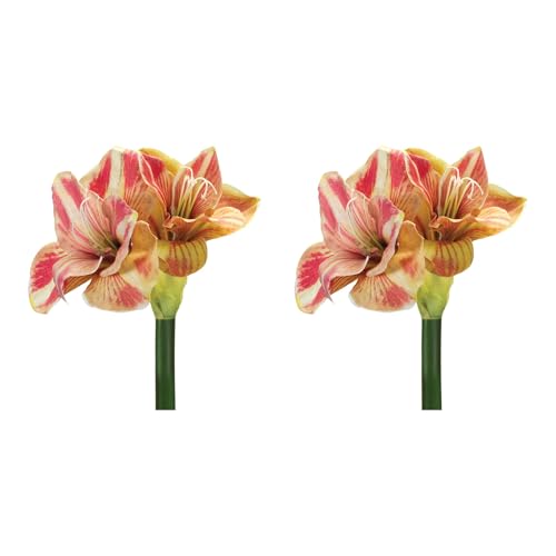Silky Flower Store Artificial Amaryllis Flower Stem Set of 2, Yellow Pink Faux Floral Decor, Indoor Seasonal Accent 20.5cm 2 2 Product: Melrose International Amaryllis Flower Stem (Set of 2)