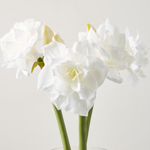 Silky Flower Store Artificial White Amaryllis Flower Arrangement, Natural River Stones, Transparent Barrel Vase, 22in H 2 2 Product: DIY Artificial Flower, White Amaryllis, Natural River Stones. Delicate and Tranquil. For Daily Winter Decoration, Home Water Feature Display, Office Ambience Enhancement. In Transparent Barrel - shape