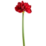 Product: SilksAreForever 27" Artificial Amaryllis Flower Stem -Red (Pack of 12)