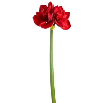 Product: SilksAreForever 27" Artificial Amaryllis Flower Stem -Red (Pack of 12)