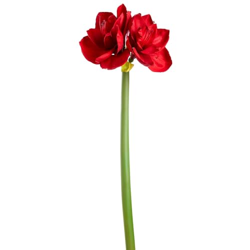 SilksAreForever 27" Artificial Amaryllis Flower Stem -Red (Pack of 12) - Artificial Flower Arrangements Product: SilksAreForever 27" Artificial Amaryllis Flower Stem -Red (Pack of 12)