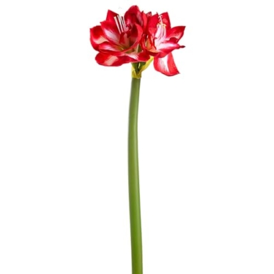 Product: SilksAreForever 27" Artificial Amaryllis Flower Stem -Red/White (Pack of 12)