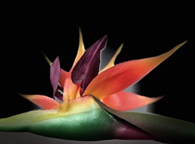 Silky Flower Store Bird of Paradise Artificial Silk Sprays, Orange Red Green Faux Floral Arrangement, 43cm 6 6 Product: AMERIQUE PCS Gorgeous Touch Bird of Paradise Artificial Silk Sprays, Feel Real Tech, Large Permanent Flower, Super Quality, 18 Pieces, 43" Eeach, Pack of 18, Orange, Red and Green