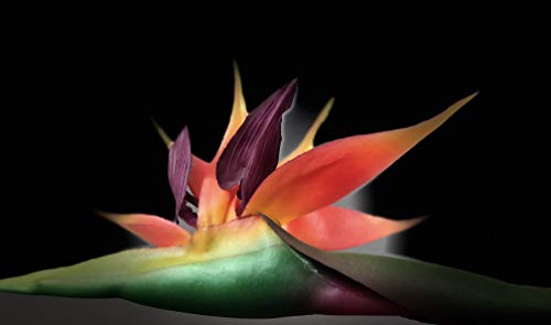 Silky Flower Store Bird of Paradise Artificial Silk Sprays, Orange Red Green Faux Floral Arrangement, 43cm 1 1 Product: AMERIQUE PCS Gorgeous Touch Bird of Paradise Artificial Silk Sprays, Feel Real Tech, Large Permanent Flower, Super Quality, 18 Pieces, 43" Eeach, Pack of 18, Orange, Red and Green