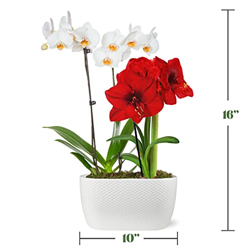 Product: Just Add Ice Live Red and White Holiday Floral Centerpiece, Pure White Orchid and Red Amaryllis in White Ceramic Pottery, 10" Diameter - Classic Candy Cane Christmas Home Décor Arrangement, Live Plant