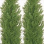 Product: Two 5 Foot Artificial Topiary Cedar Trees Potted Indoor Outdoor Plants
