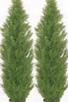 Product: Two 5 Foot Artificial Topiary Cedar Trees Potted Indoor Outdoor Plants