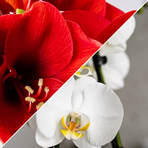 Product: Just Add Ice Live Red and White Holiday Floral Centerpiece, Pure White Orchid and Red Amaryllis in White Ceramic Pottery, 10" Diameter - Classic Candy Cane Christmas Home Décor Arrangement, Live Plant