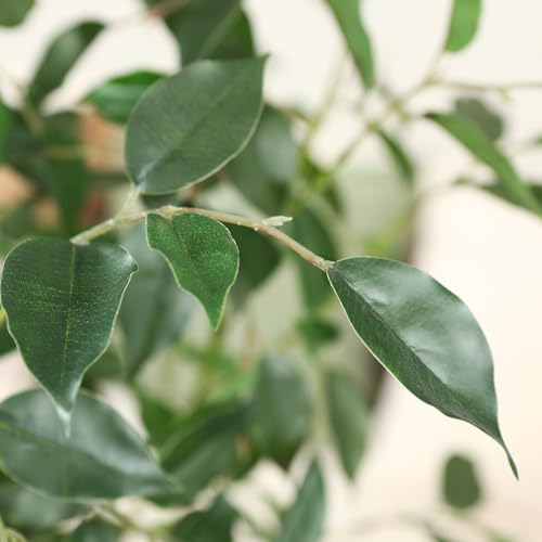 Product: OAKRED Artificial Ficus Tree, 6FT Fake Plastic Plants for Indoor, Faux Ficus Tree with White Planter, Tall Artificial Plants for Home Decor Indoor, Set of 1