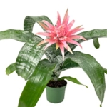 Product: Silver Vase Bromeliad - Live Plant in a 6 Inch Pot - Aechmea Fasciata - Rare Indoor Outdoor Tropical Houseplant