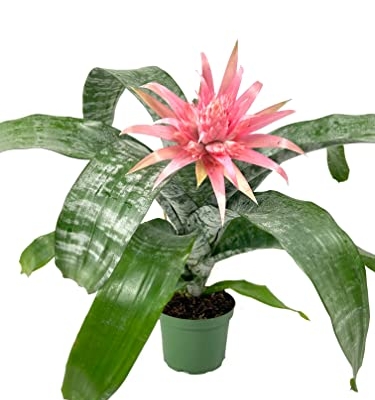 Product: Silver Vase Bromeliad - Live Plant in a 6 Inch Pot - Aechmea Fasciata - Rare Indoor Outdoor Tropical Houseplant