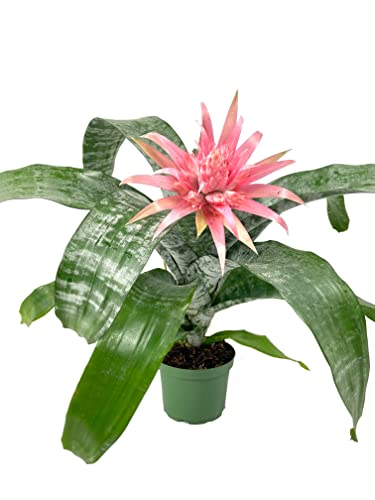 Silver Vase Bromeliad - Live Plant in a 6 Inch Pot - Aechmea Fasciata - Rare Indoor Outdoor Tropical Houseplant - Artificial Flower Arrangements Product: Silver Vase Bromeliad - Live Plant in a 6 Inch Pot - Aechmea Fasciata - Rare Indoor Outdoor Tropical Houseplant