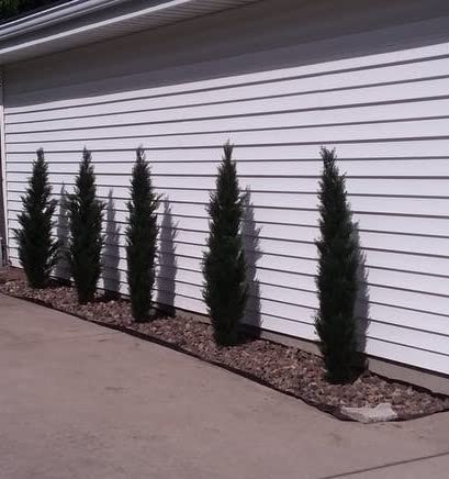 Product: Two 5 Foot Artificial Topiary Cedar Trees Potted Indoor Outdoor Plants