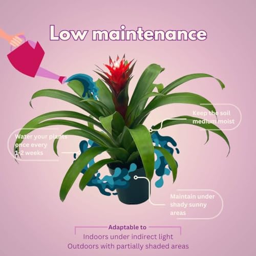 Product: BubbleBlooms Colorful Bromeliad Assortment, 4 inch Set of 3, Guzmania Variety