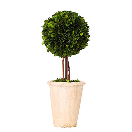Product: BOXWOOD VALLEY Real Preserved Boxwood Evergreen Globe Tree Topiary in Terracotta Planter Green Plant for Home Decor (Single Ball Topiary, 16 inch Tall)