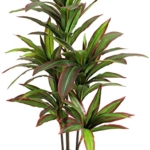 Product: VIAGDO Dracaena Silk Plant Artificial 4ft Faux House Plants with Red Leaf Margin Fake Yucca Palm Trees in Pot Realistic Dragon Tree for Living Room Home Office Decor Indoor Outdoor