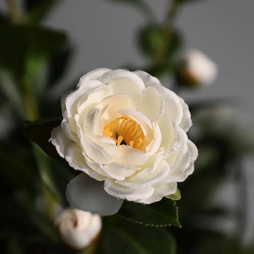 Silky Flower Store Artificial Camellia Tree, Faux Floral Plant, Cement Pot, Indoor Outdoor Office Home Porch Decor, 36 inch 6 6 Product: 36''Artificial Camellia Tree, 2 Pack Soil Insertion w/Spike,Flower Plants, Faux Floral Plant Blooming Tree in Cement Pot, Greenery Potted Plant for Indoor Outdoor Office Home Porch Decor