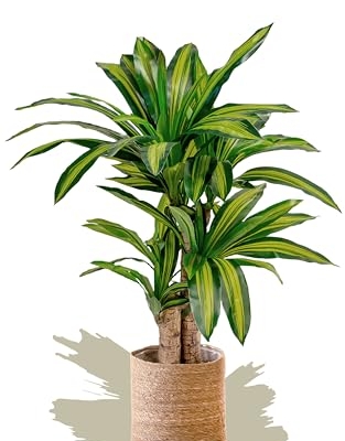 Product: Maia Shop 3.9ft Dracaena Artificial Plant, Fake Plants for Home Decor, Artificial Plants Indoor