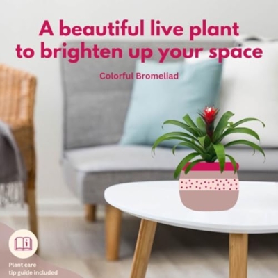 Product: BubbleBlooms Colorful Bromeliad Assortment, 4 inch Set of 3, Guzmania Variety