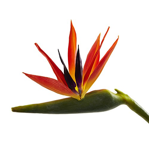 Silky Flower Store Artificial Bird of Paradise Flowers, Orange Purple Silk Floral Set of 4, Indoor Outdoor Decor, 38 in. 3 3 Product: Nearly Natural 38 in. Large Bird of Paradise Artificial (Set of 4) Silk Flowers, 1x9x38, Orange
