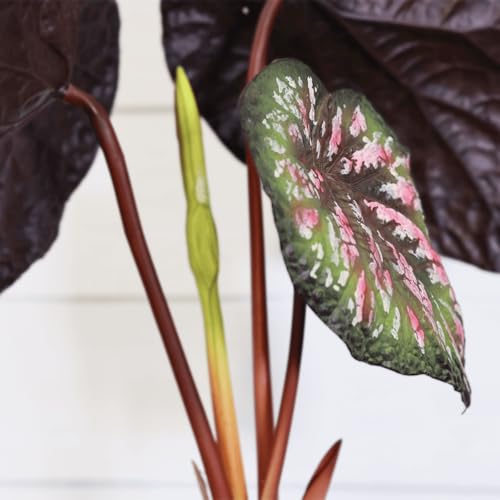 Product: VERT NOOK Painted Leaf Begonia Artificial Plant : Medium 21" H