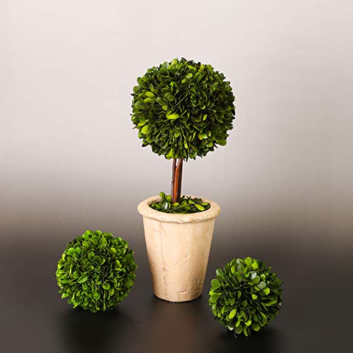 Product: BOXWOOD VALLEY Real Preserved Boxwood Evergreen Globe Tree Topiary in Terracotta Planter Green Plant for Home Decor (Single Ball Topiary, 16 inch Tall)