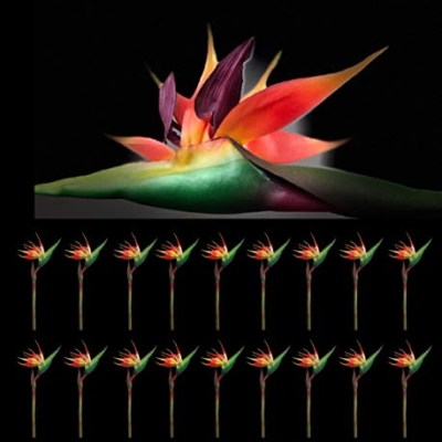 Product: AMERIQUE PCS Gorgeous Touch Bird of Paradise Artificial Silk Sprays, Feel Real Tech, Large Permanent Flower, Super Quality, 18 Pieces, 43" Eeach, Pack of 18, Orange, Red and Green