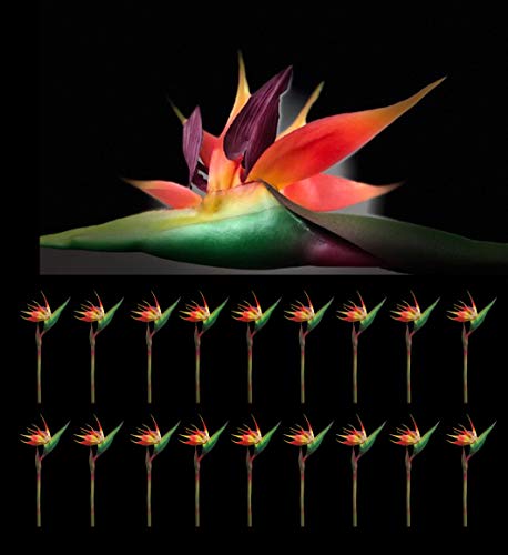 AMERIQUE PCS Gorgeous Touch Bird of Paradise Artificial Silk Sprays, Feel Real Tech, Large Permanent Flower, Super Quality, 18 Pieces, 43" Eeach, Pack of 18, Orange, Red and Green - Artificial Flower Arrangements Product: AMERIQUE PCS Gorgeous Touch Bird of Paradise Artificial Silk Sprays, Feel Real Tech, Large Permanent Flower, Super Quality, 18 Pieces, 43" Eeach, Pack of 18, Orange, Red and Green