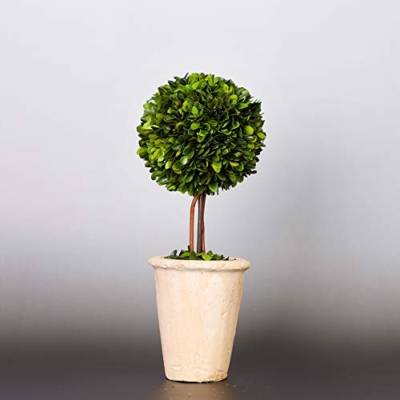 Product: BOXWOOD VALLEY Real Preserved Boxwood Evergreen Globe Tree Topiary in Terracotta Planter Green Plant for Home Decor (Single Ball Topiary, 16 inch Tall)
