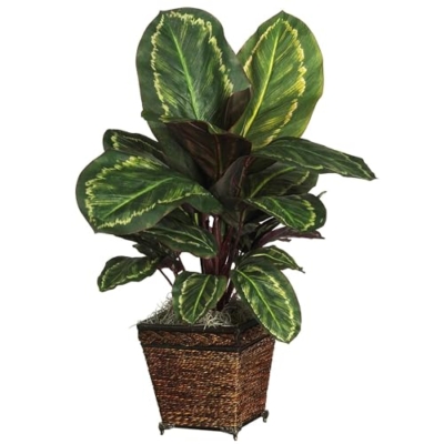 Product: Nearly Natural Maranta with Basket Silk Plant