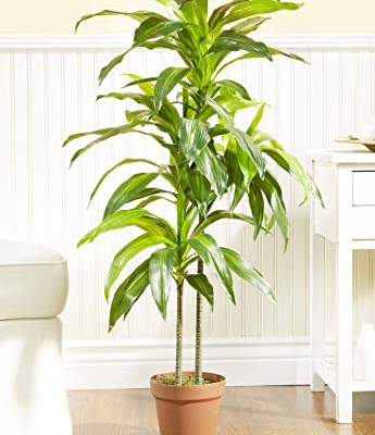 Product: Nearly Natural 48in. Dracaena Silk (Real Touch) Artificial Plant, 48", Green 5357 4ft. Golden Cane Palm Tree,Green