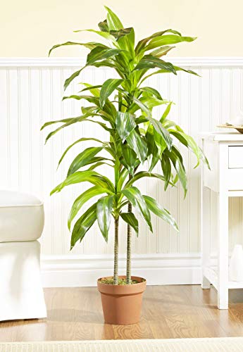 Product: Nearly Natural 48in. Dracaena Silk (Real Touch) Artificial Plant, 48", Green 5357 4ft. Golden Cane Palm Tree,Green